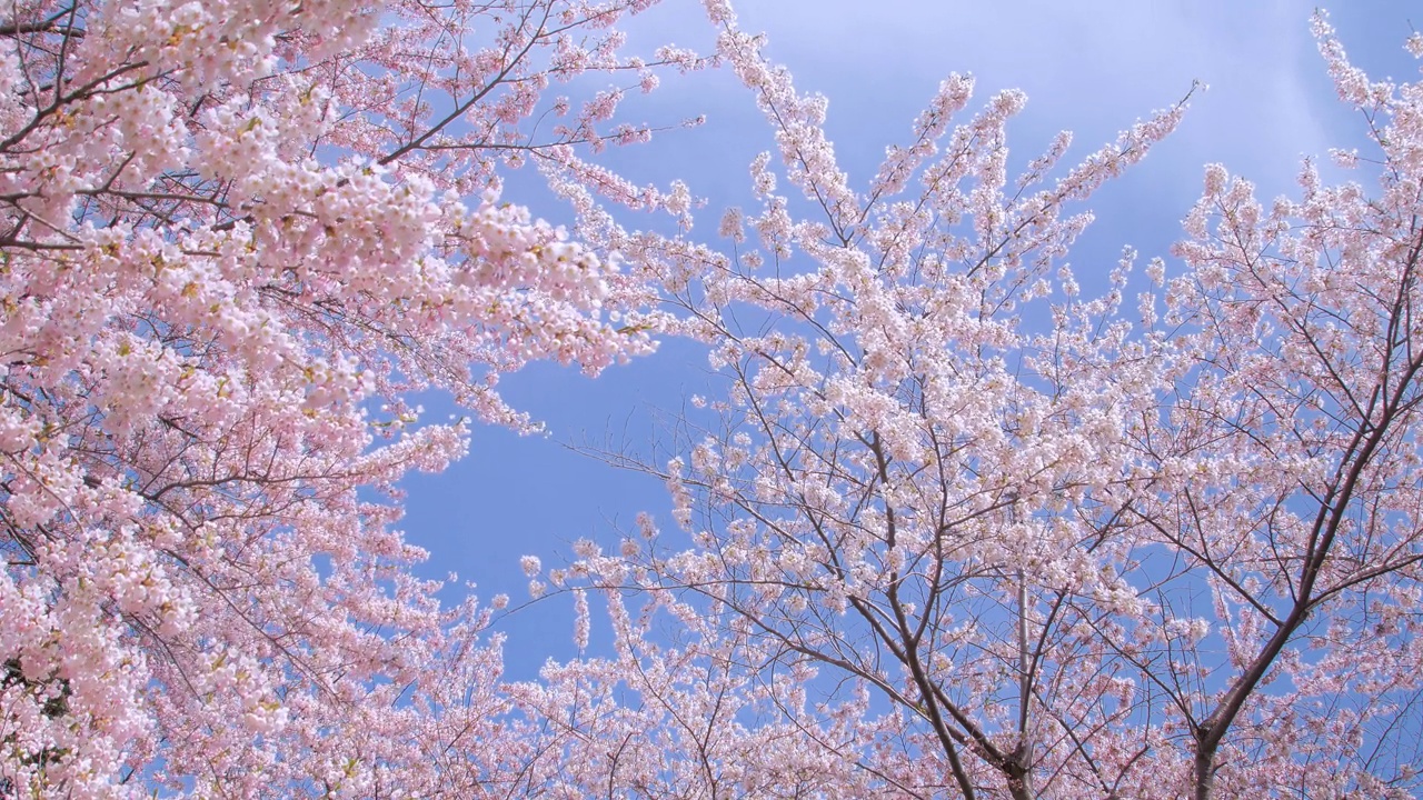 樱花,樱花视频素材