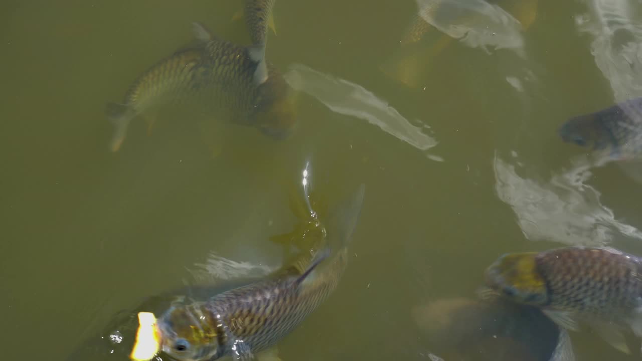 在天然河流中喂鱼视频素材