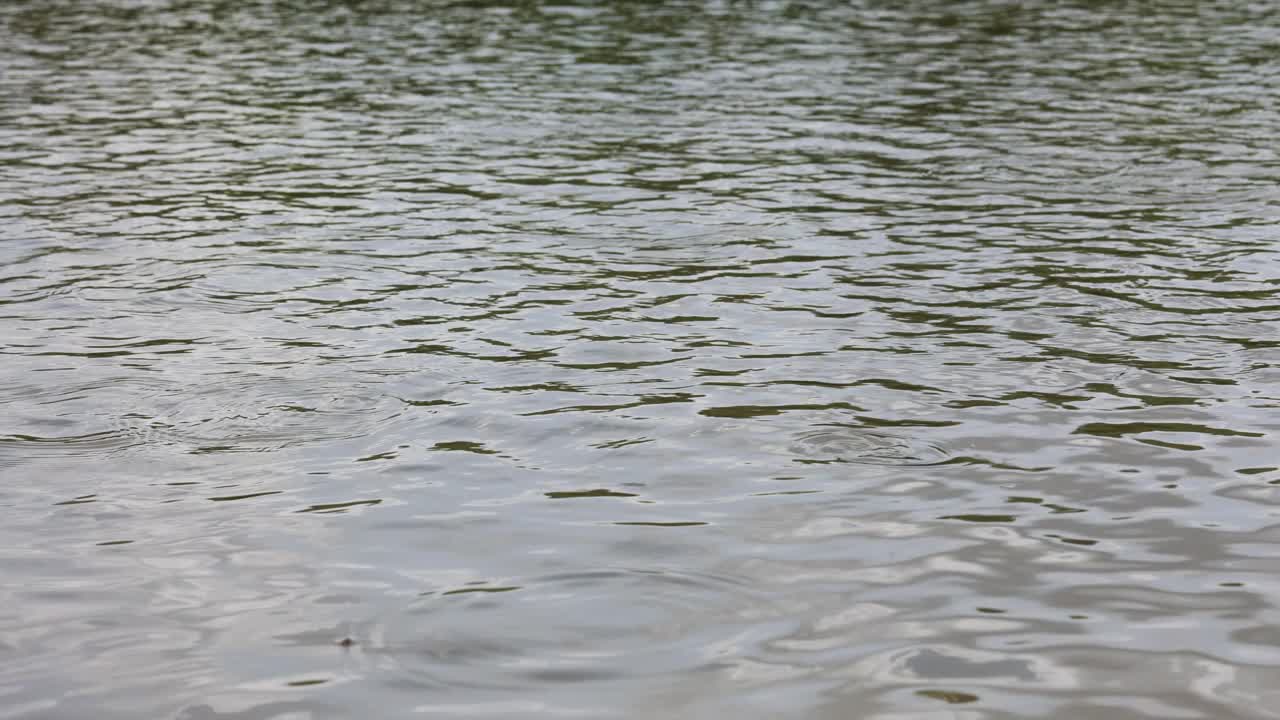 池塘里的水面。水背景纹理视频素材