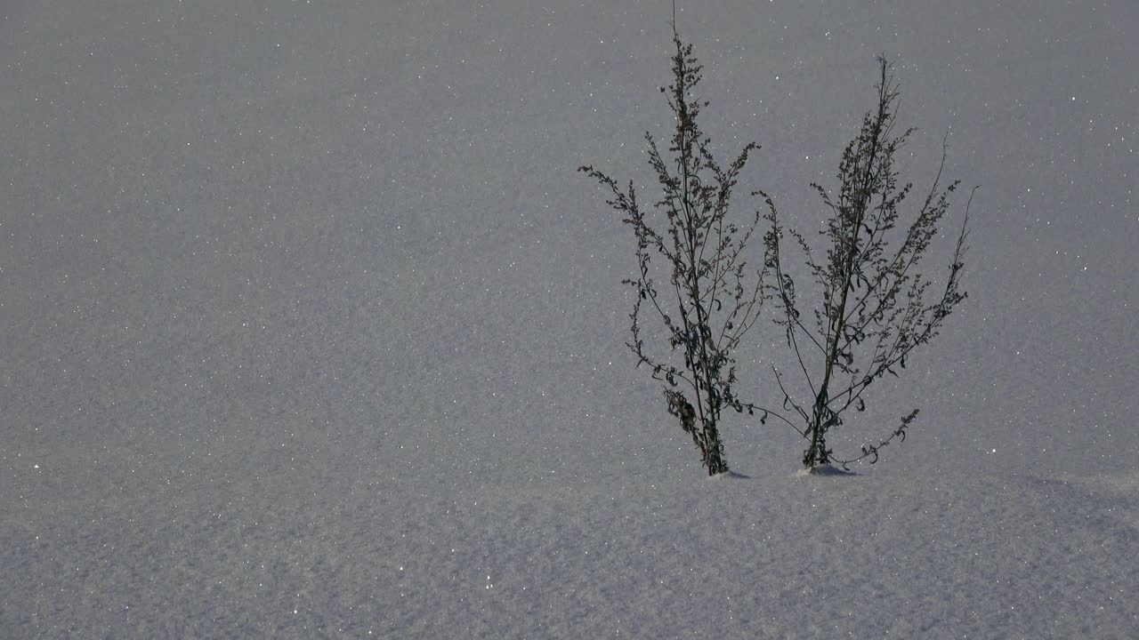 干草在闪闪发光的雪视频素材