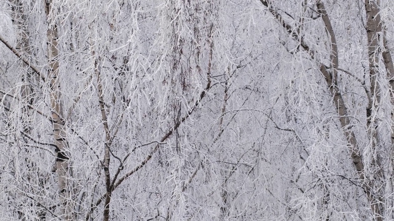 白桦树的白雪皑皑的树枝紧贴着蓝天视频素材