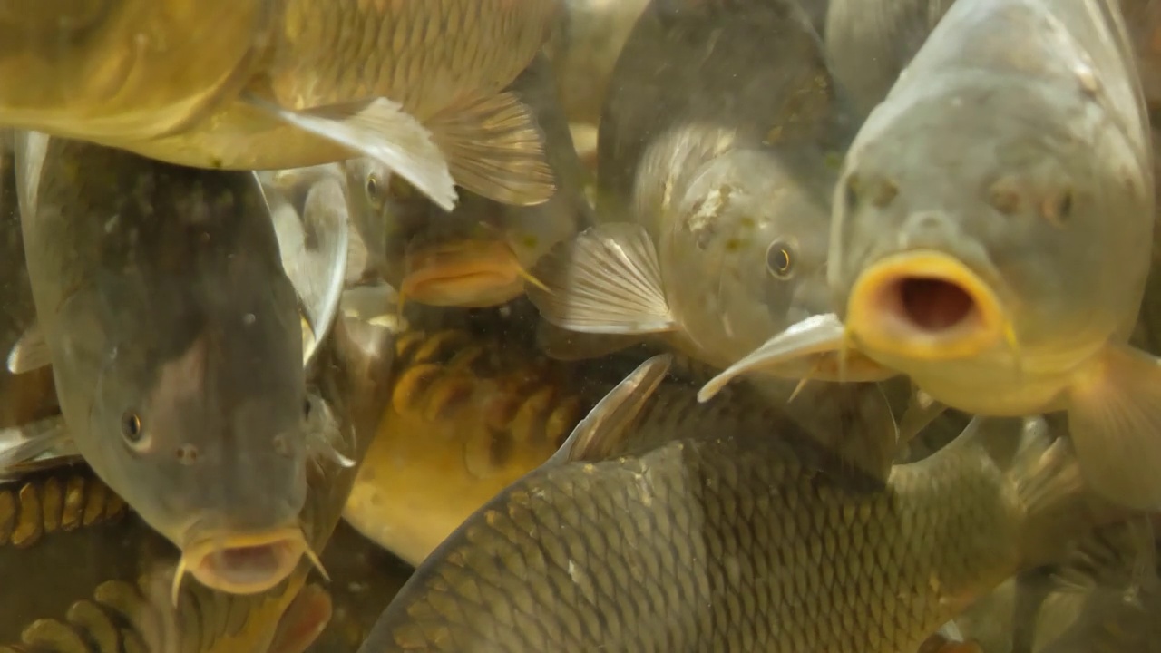 淡水鱼鲤鱼在水族馆的特写慢莫视频素材