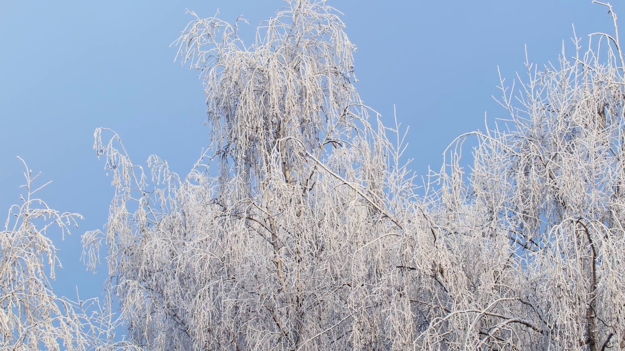 白桦树的白雪皑皑的树枝紧贴着蓝天视频素材