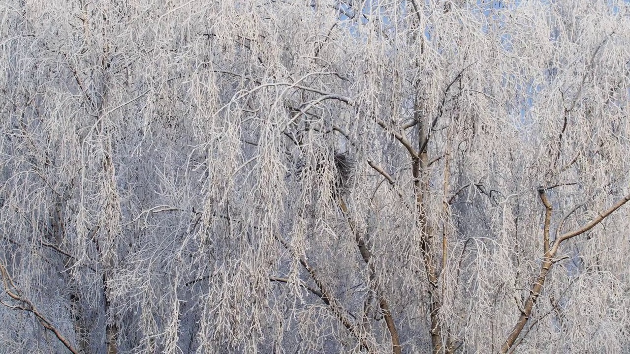 白桦树的白雪皑皑的树枝紧贴着蓝天视频素材