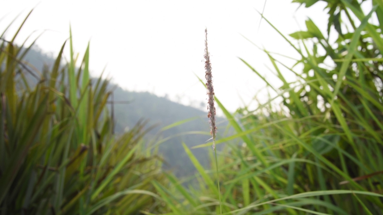 泰国风中摇曳的植物视频素材