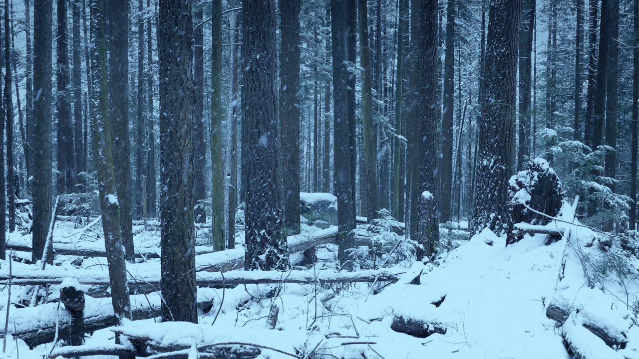 森林里的大雪追踪镜头视频素材