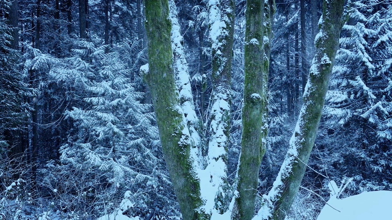 冬季森林中苔藓群上的大雪视频素材