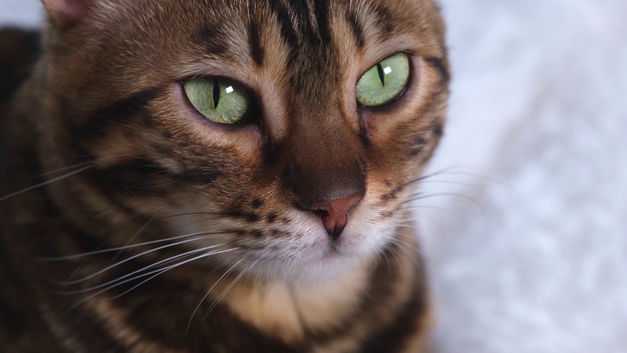 猫的肖像。一只美丽的动物在休息。孟加拉猫懒洋洋地望着远方。时尚奢华的宠物视频素材