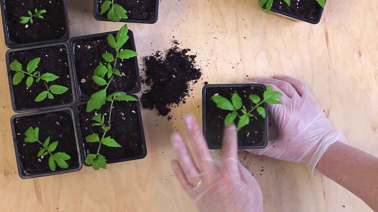 将番茄幼苗从盒式磁带移植到花盆中。视频下载