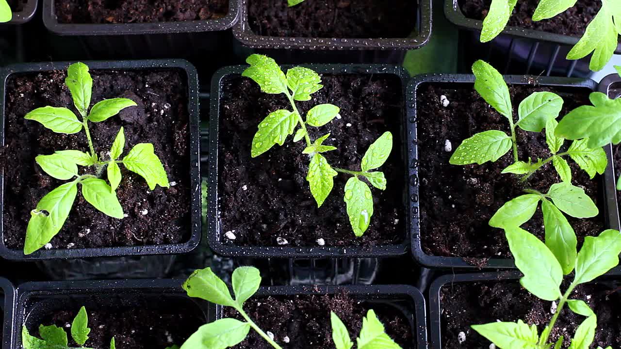 苗圃里的番茄幼苗准备在花园里种植。视频下载