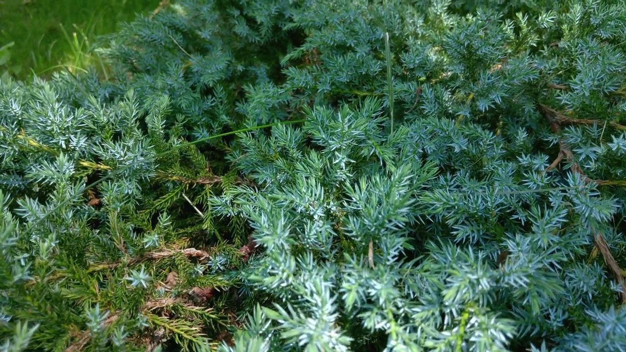 绿色juniper植物。摄像机横移过一丛灌木视频素材