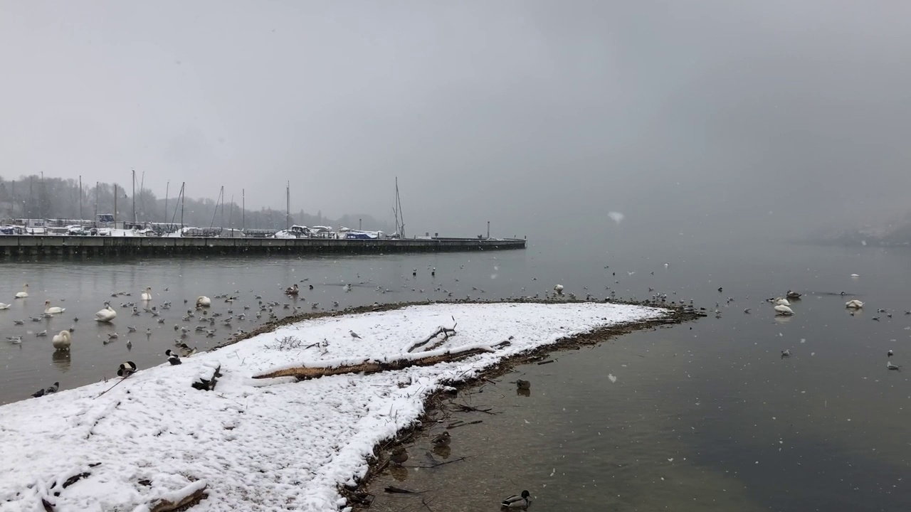 在下雪的天气里，一群水鸟在贝尔湖上飞翔视频素材