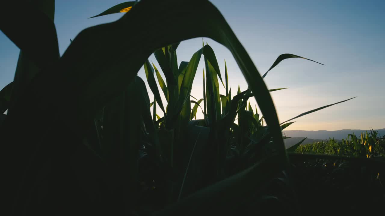 在傍晚和黄昏时，在玉米田种植玉米视频素材