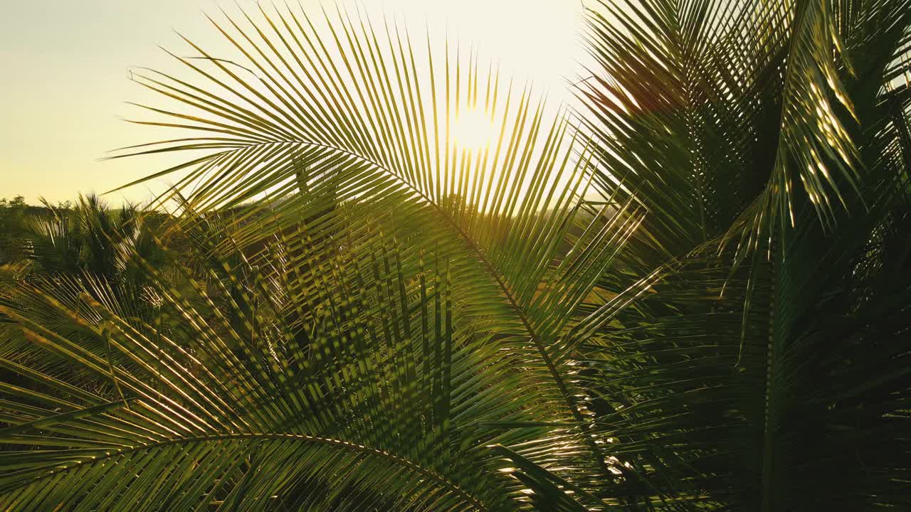 椰叶在风中伴着傍晚的阳光闪耀视频下载