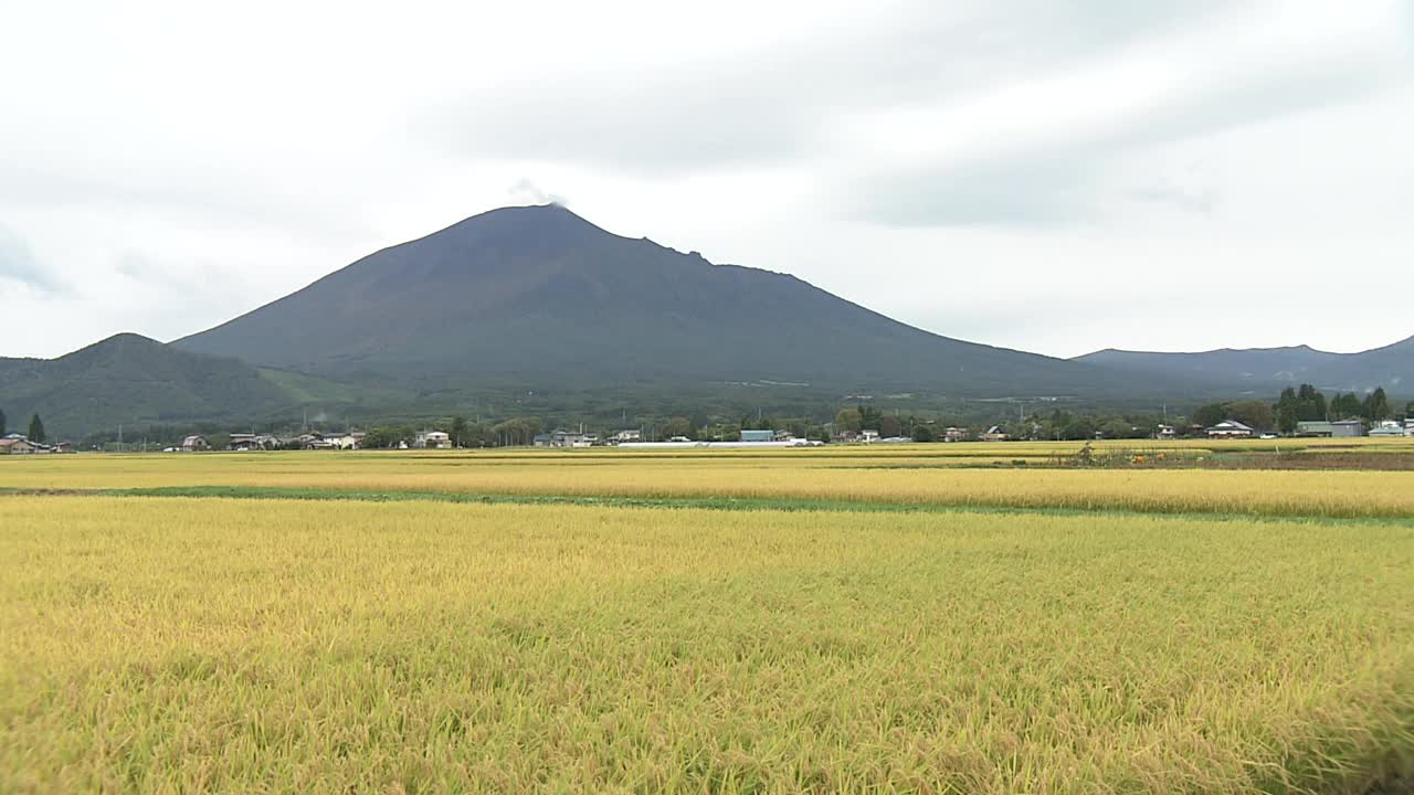 日本，金色稻田之外的岩手山视频素材