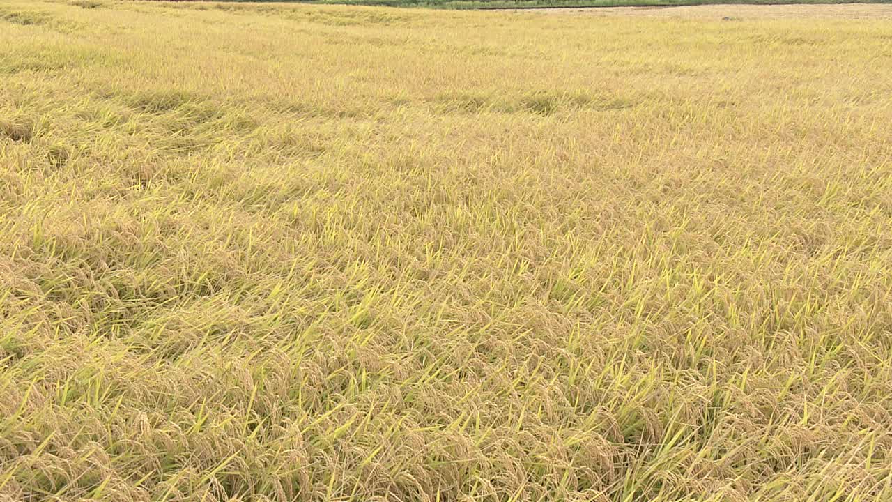 日本，金色稻田之外的岩手山视频素材