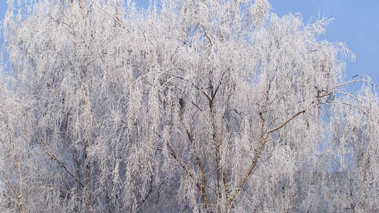 白桦树的白雪皑皑的树枝紧贴着蓝天视频素材