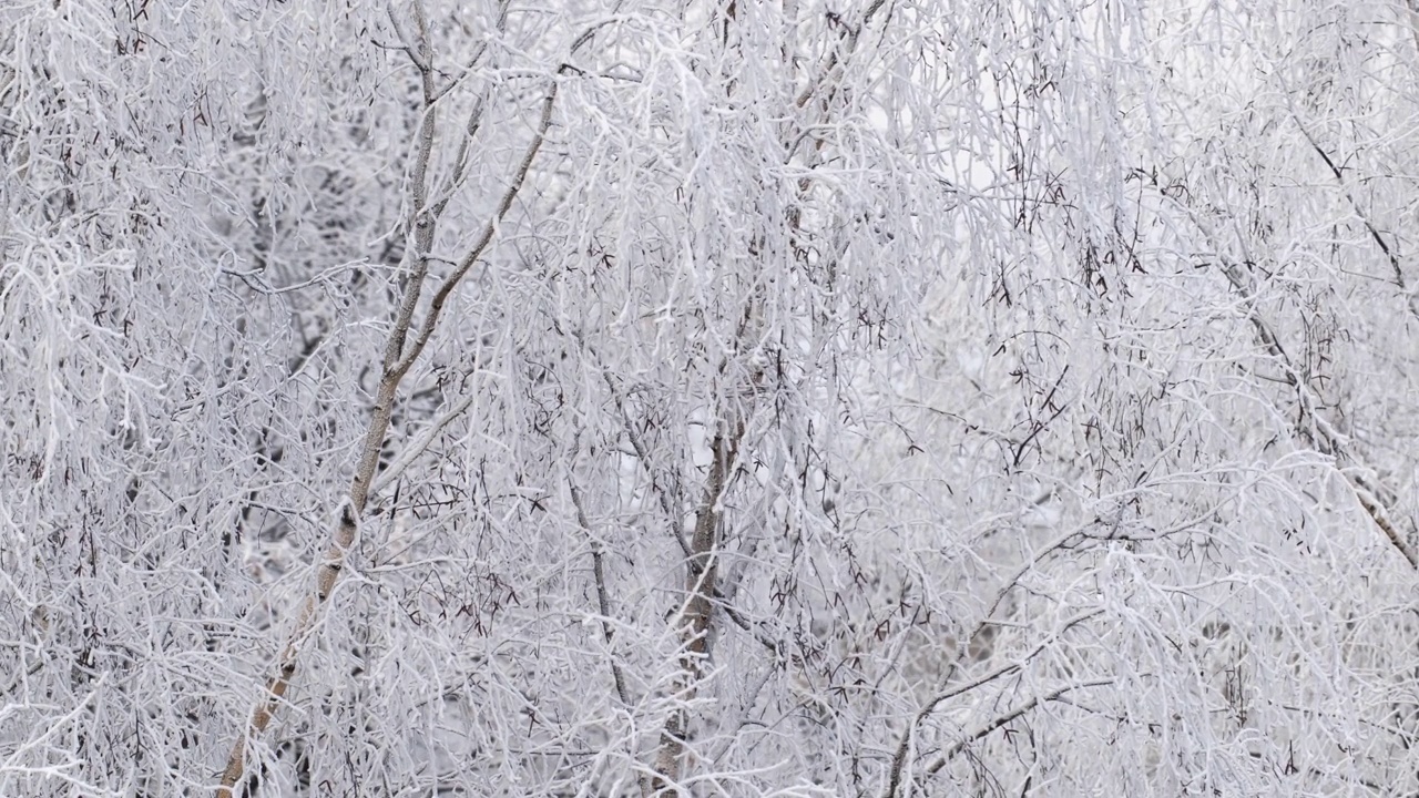 白桦树的白雪皑皑的树枝紧贴着蓝天视频素材