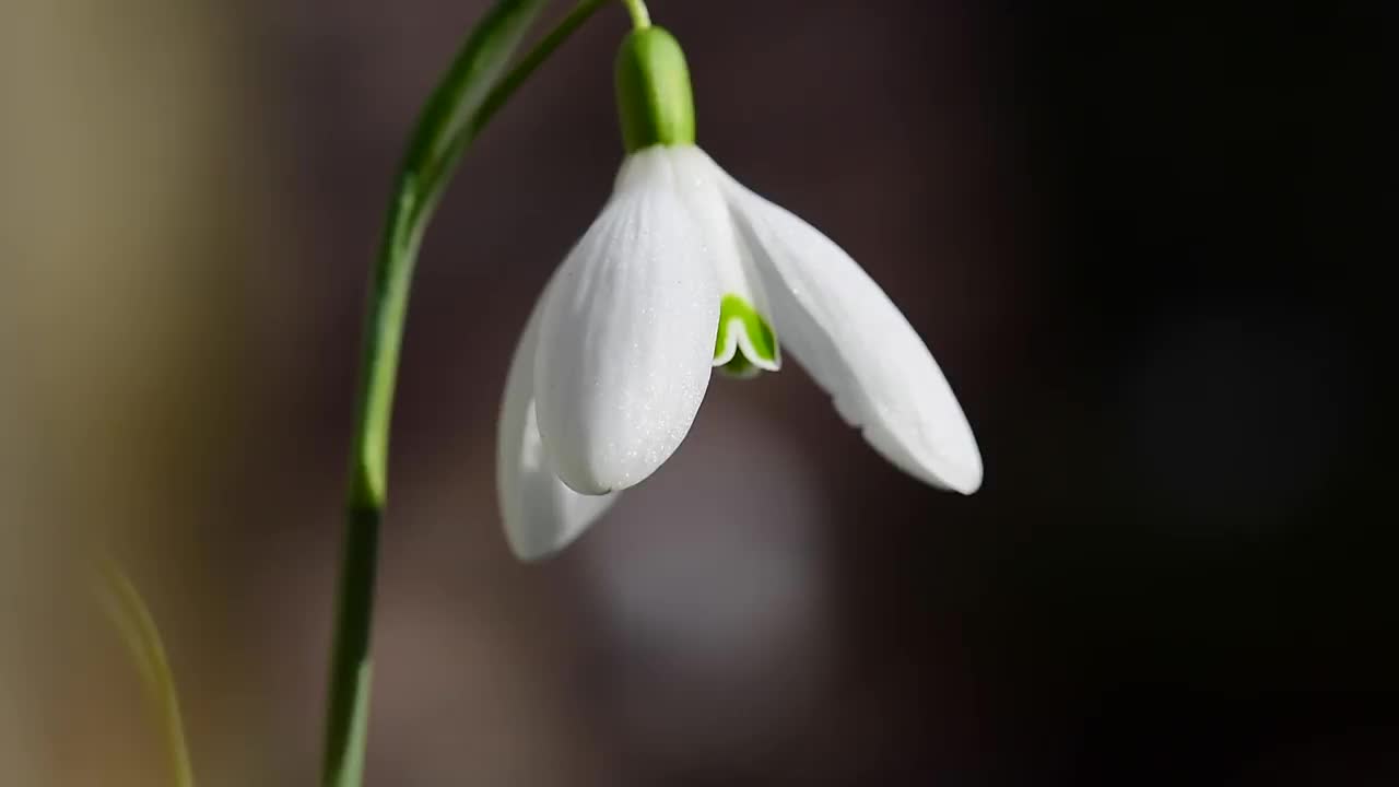 雪花花在风中飞舞的特写视频素材