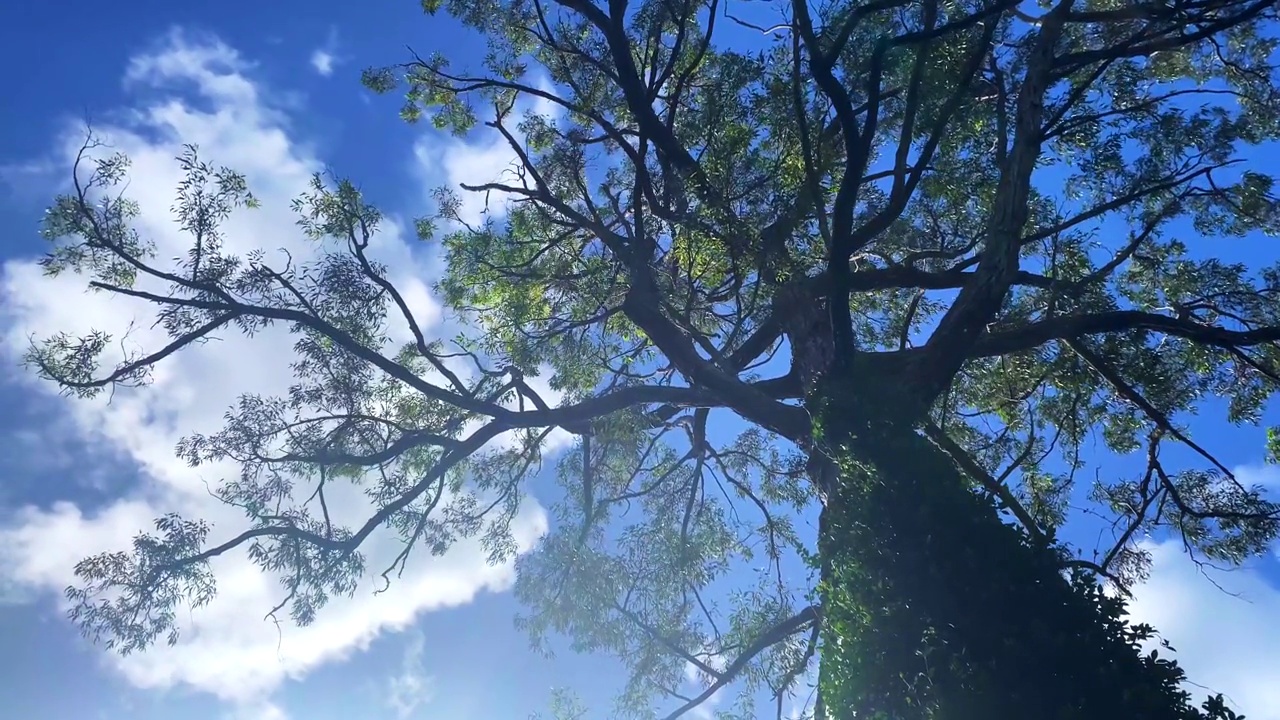 桉树的树干上有云的天空视频素材