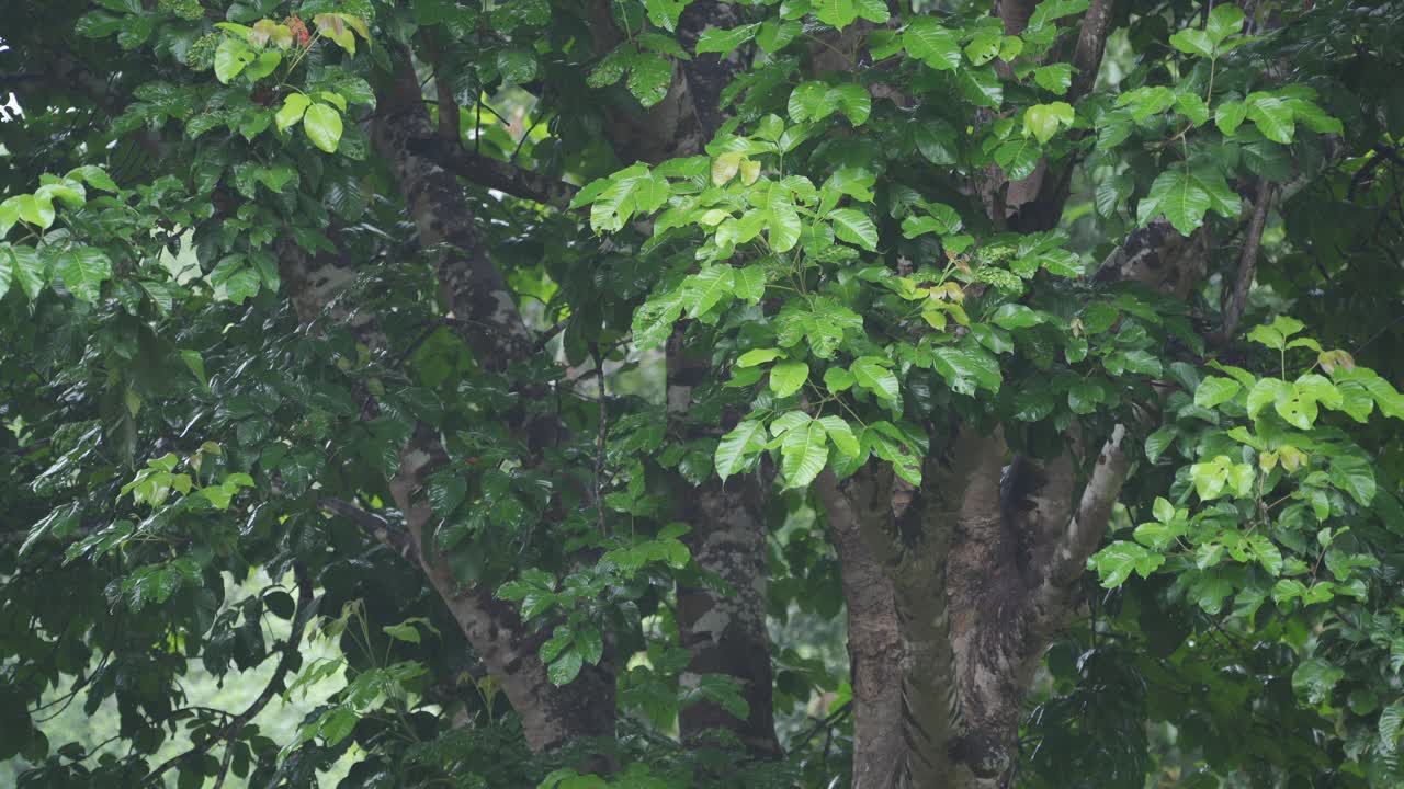 热带树叶上的雨滴视频素材