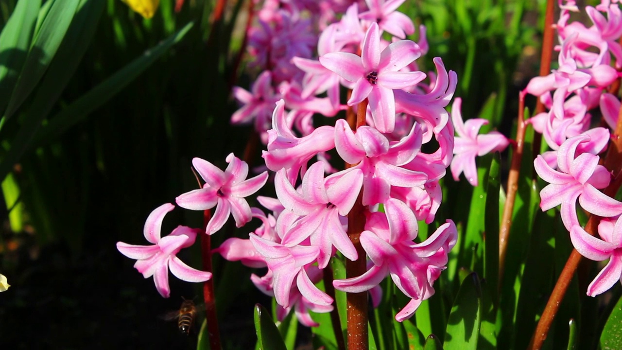 蜜蜂给花授粉。春天的花朵视频素材