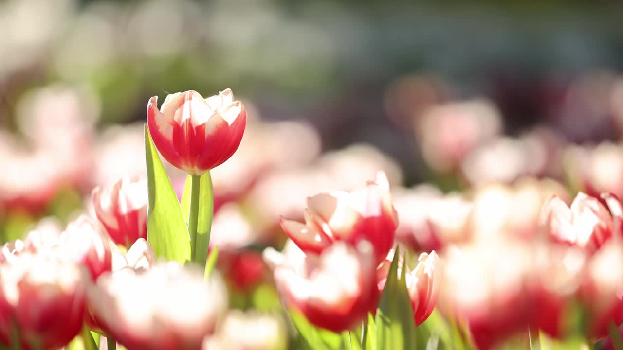 慢动作的红白郁金香的特写镜头视频素材