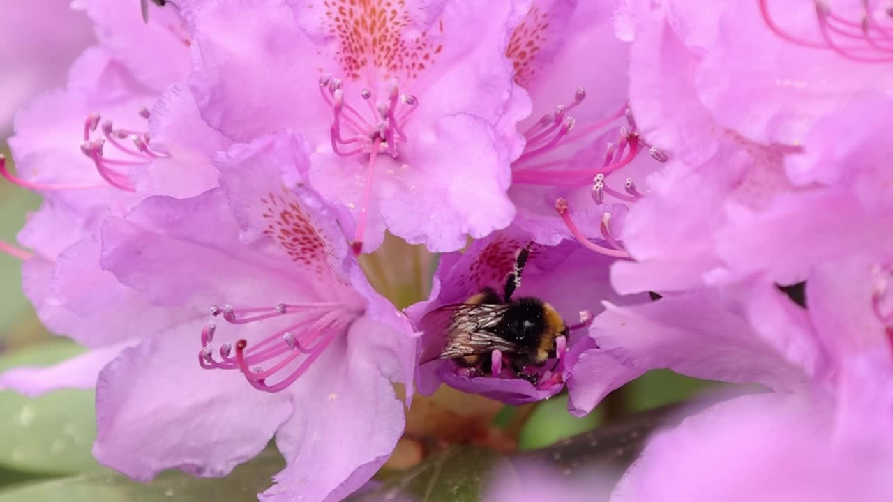 大黄蜂在夏天采集粉色花朵的花蜜，特写镜头。蜜蜂在花园里给花授粉。有选择性的重点。特写镜头。视频素材