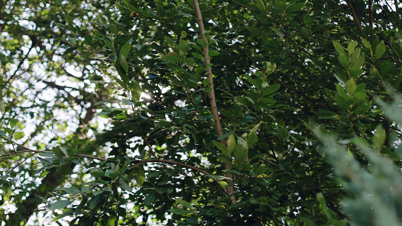 阳光透过树枝照射的树枝。特写镜头视频素材