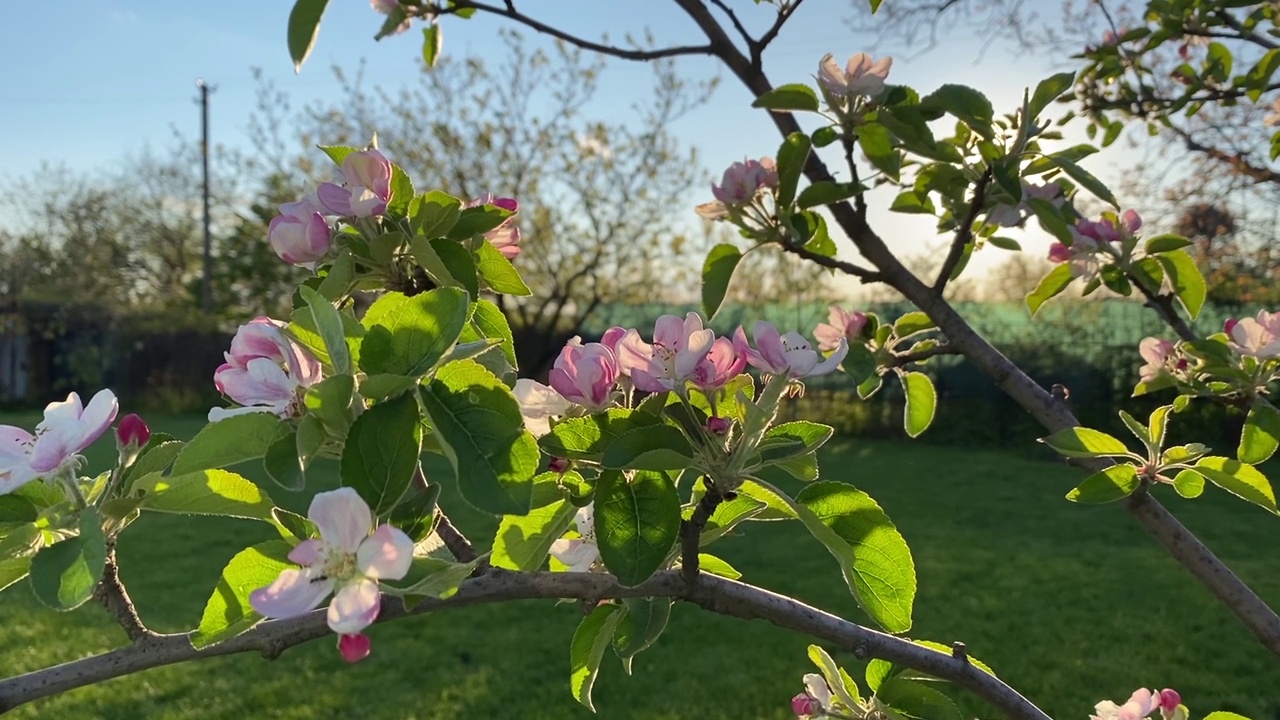 苹果树在春天开花视频素材