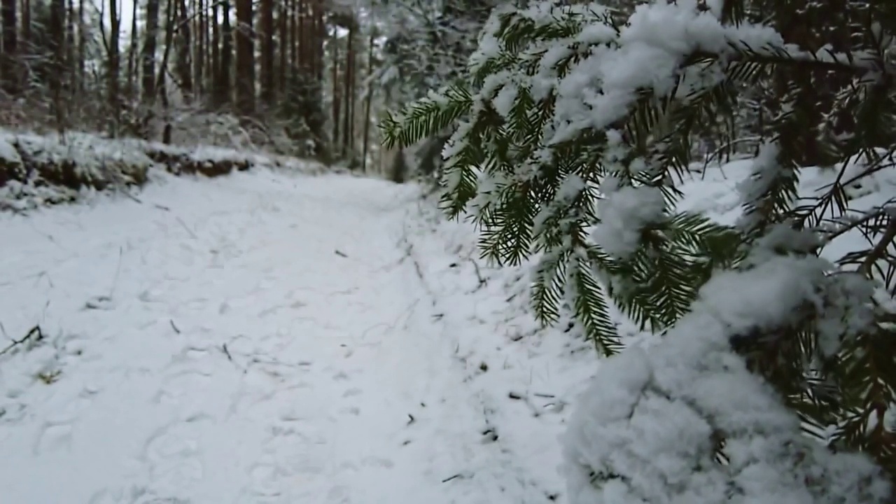 飘落的雪花的慢镜头。近视图的雪杉木树枝。美丽的冬天的风景。视频素材