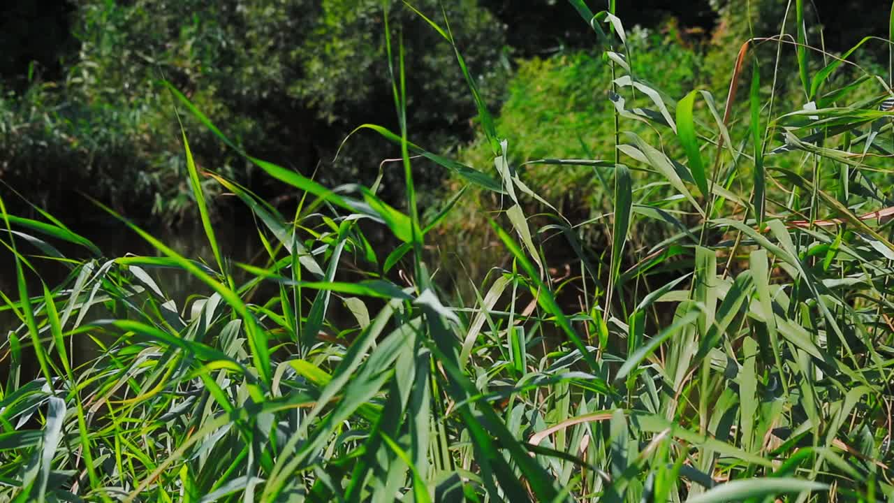 绿草如茵的芦苇在风中摇曳，与夏日的阳光相互交换，夏日河边的野生植物近距离观察，没有人。视频下载