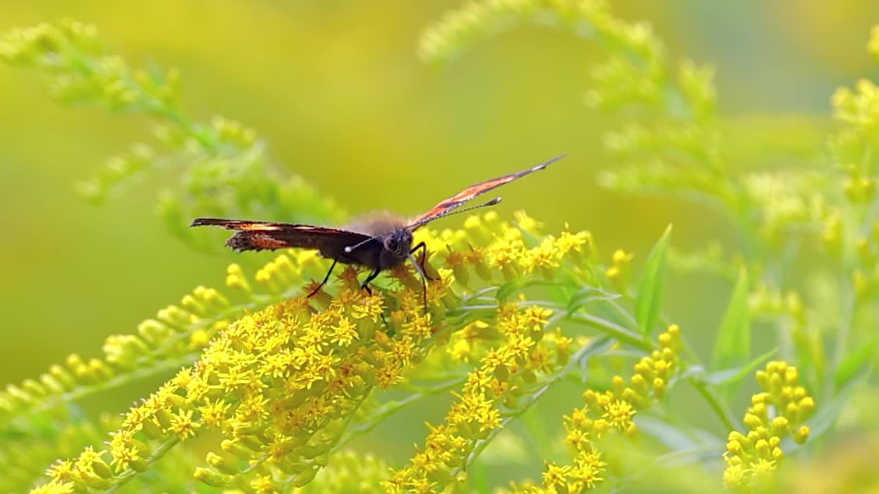 小龟甲蝴蝶(Aglais urticae, Nymphalis urticae)是一种彩色的欧亚蝴蝶在蛱蝶科。它是一种中型蝴蝶，主要是红橙色。视频素材