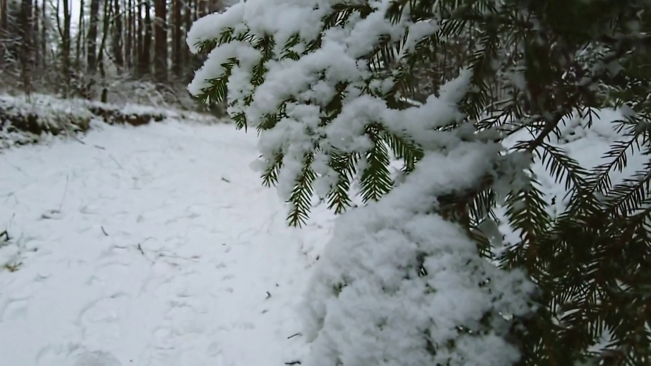 飘落的雪花的慢镜头。近视图的雪杉木树枝。美丽的冬天的风景。视频素材