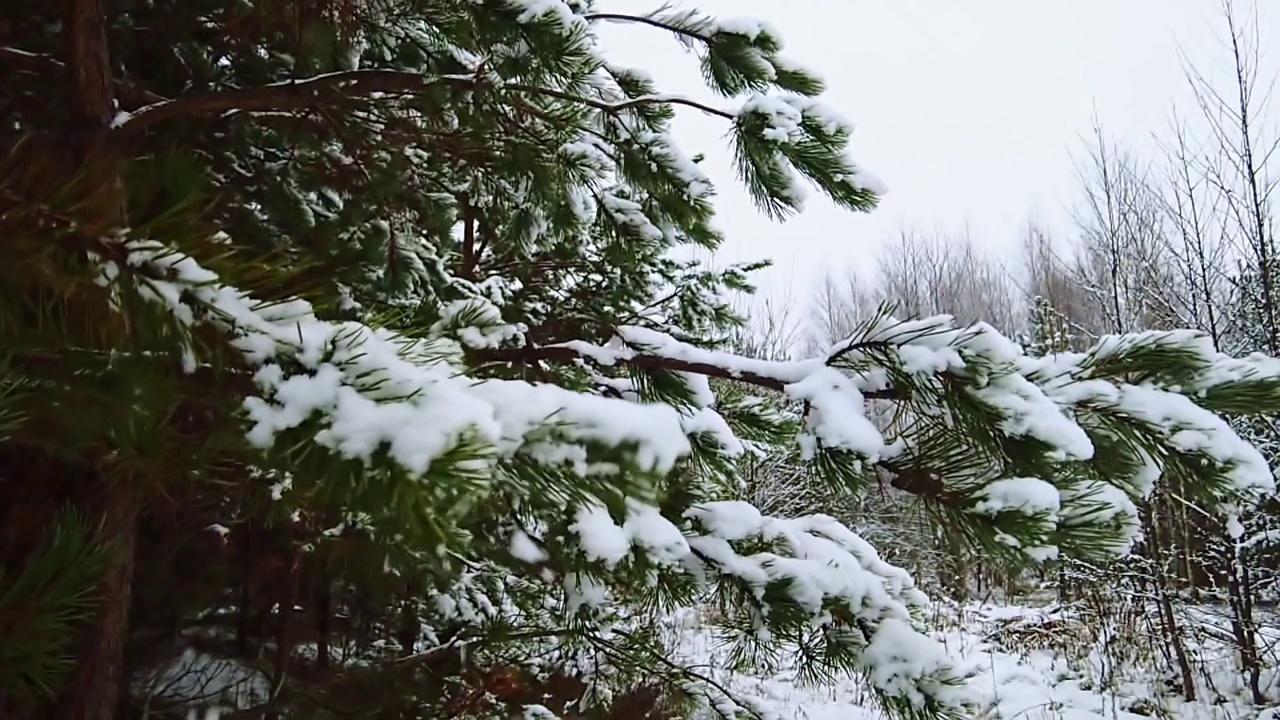 飘落的雪花的慢镜头。近视图的雪杉木树枝。美丽的冬天的风景。视频素材