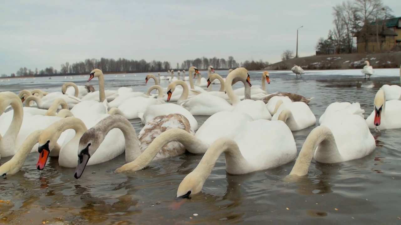 一群白天鹅在冬天的河边吃东西。视频素材