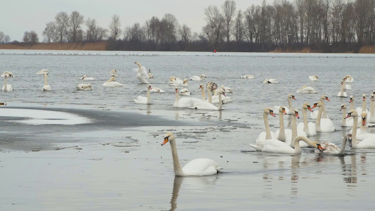 一群白天鹅在冬河上游泳。视频素材