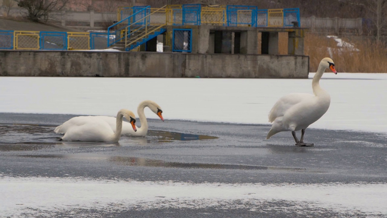 一群白天鹅从水里出现在结冰的河里视频素材