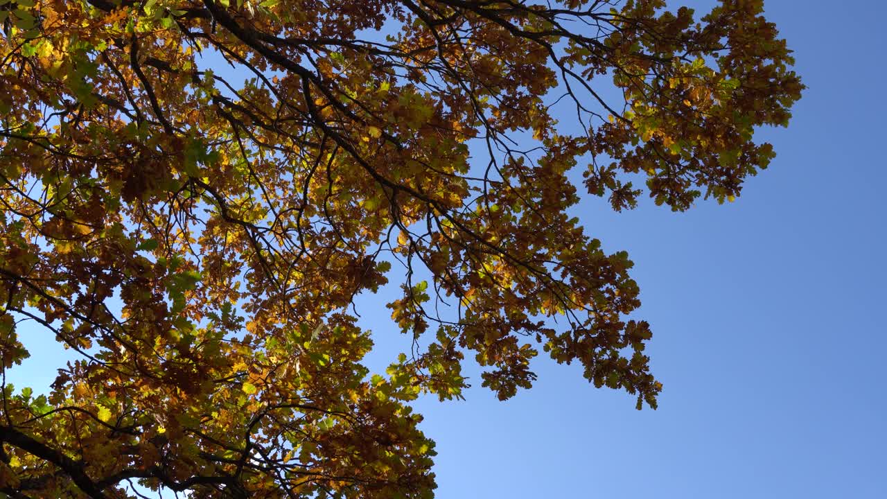 秋天树上的黄叶。背景是湛蓝的天空。视图顶部。视频素材