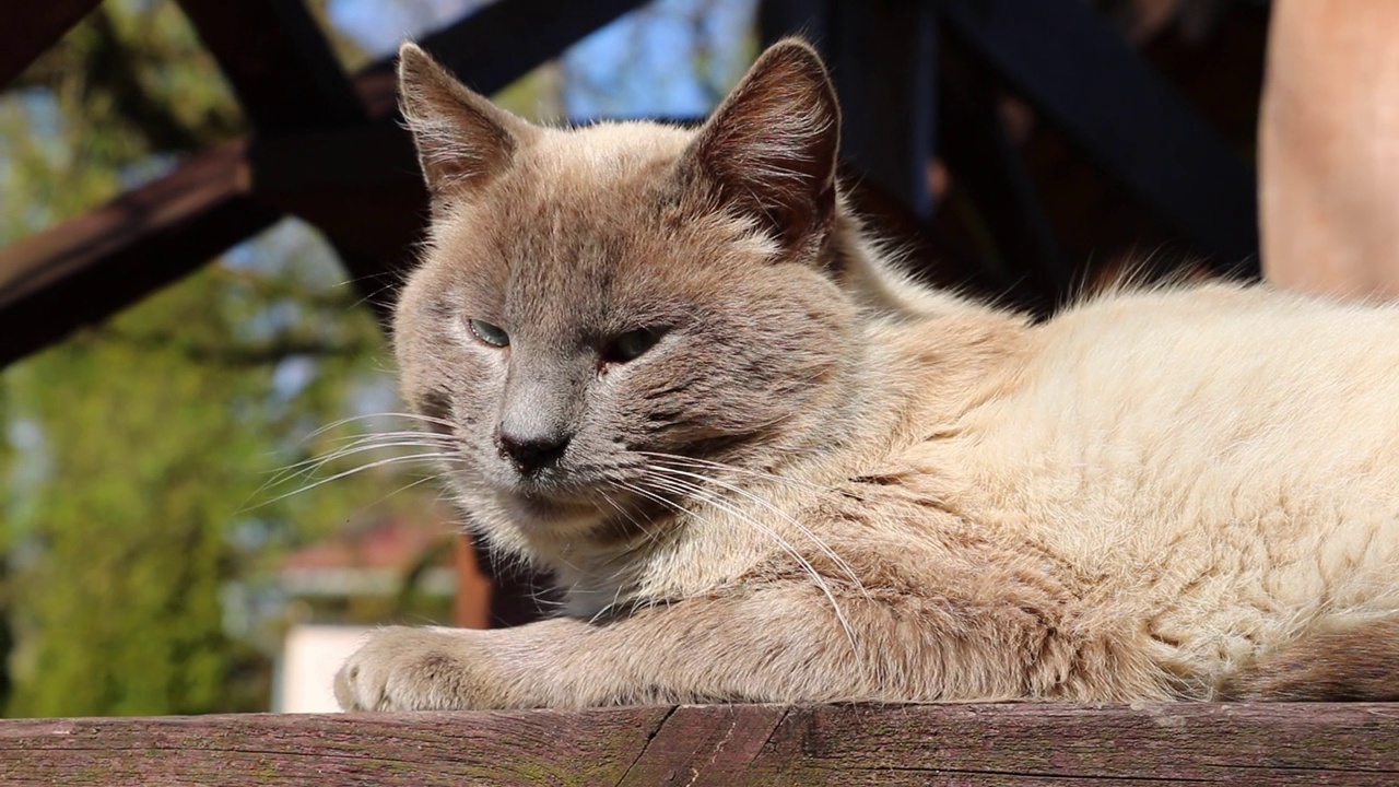 猫躺在木平台上晒太阳视频素材