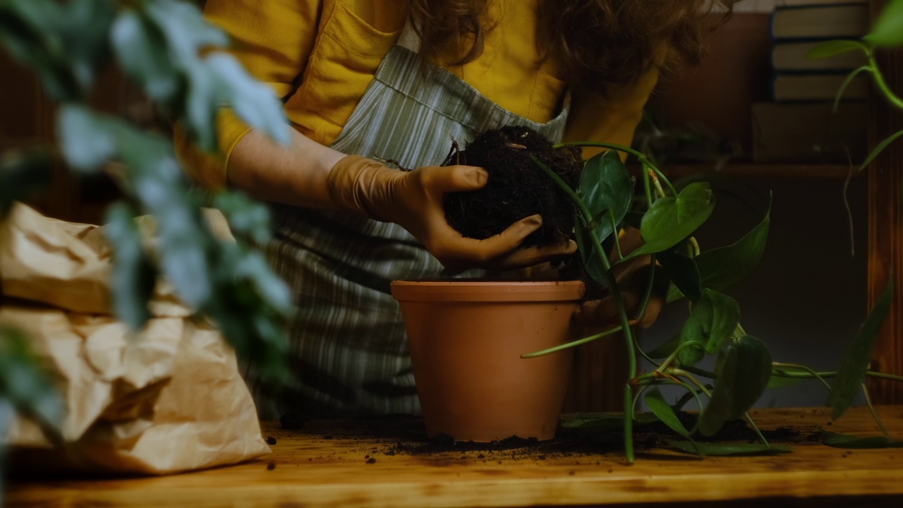 园丁将上层植物移栽到陶瓷花盆中视频素材