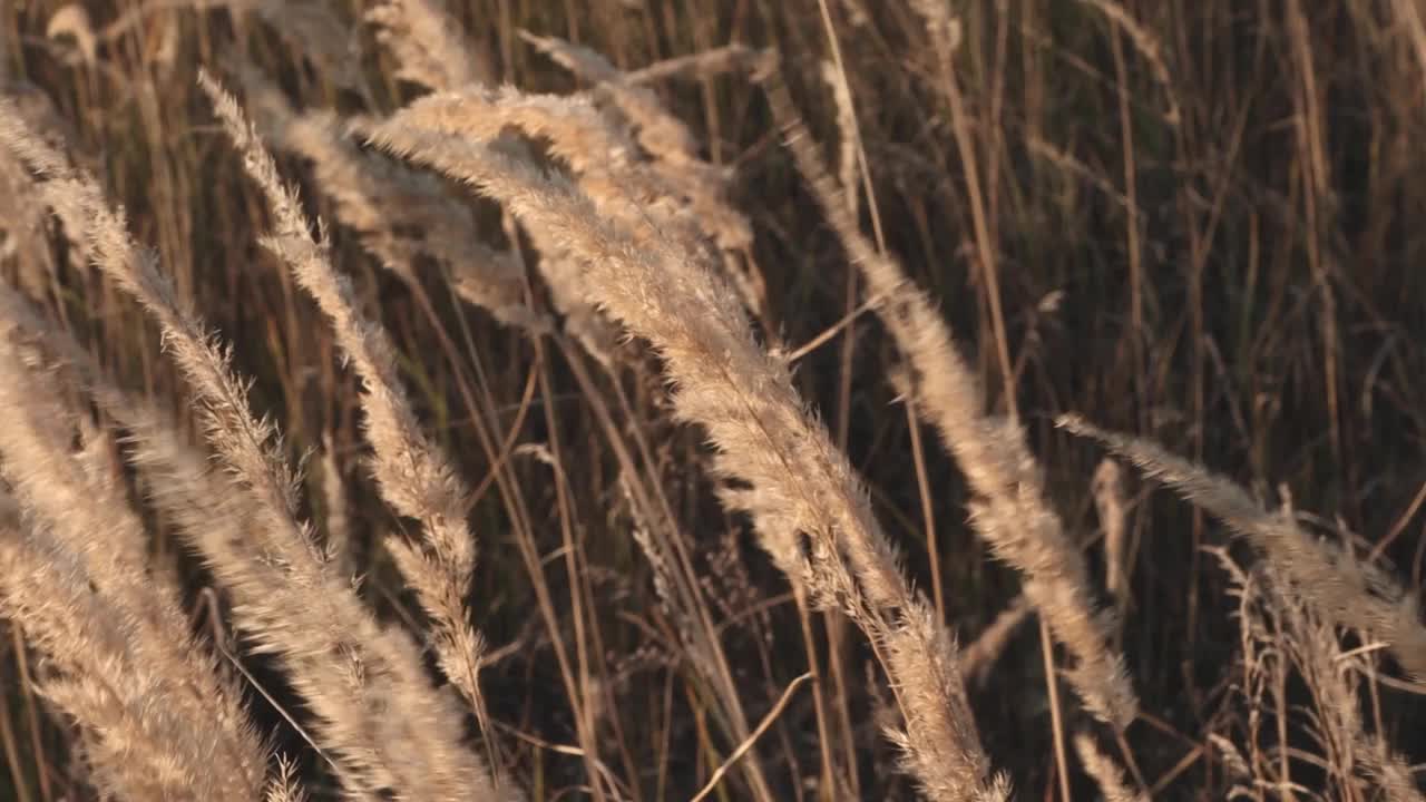 美丽的自然景观，草原上的干花在风中摇曳。黄色的树枝在田野里慢慢地摇曳。视频素材