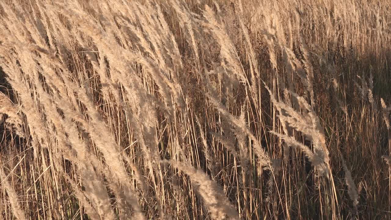 户外的干草在风中移动。自然背景与美丽的米色植物，简约的构图。视频素材