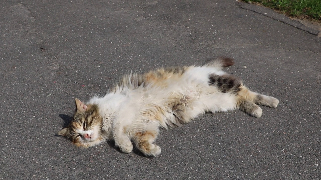 流浪猫躺在路上晒太阳视频素材