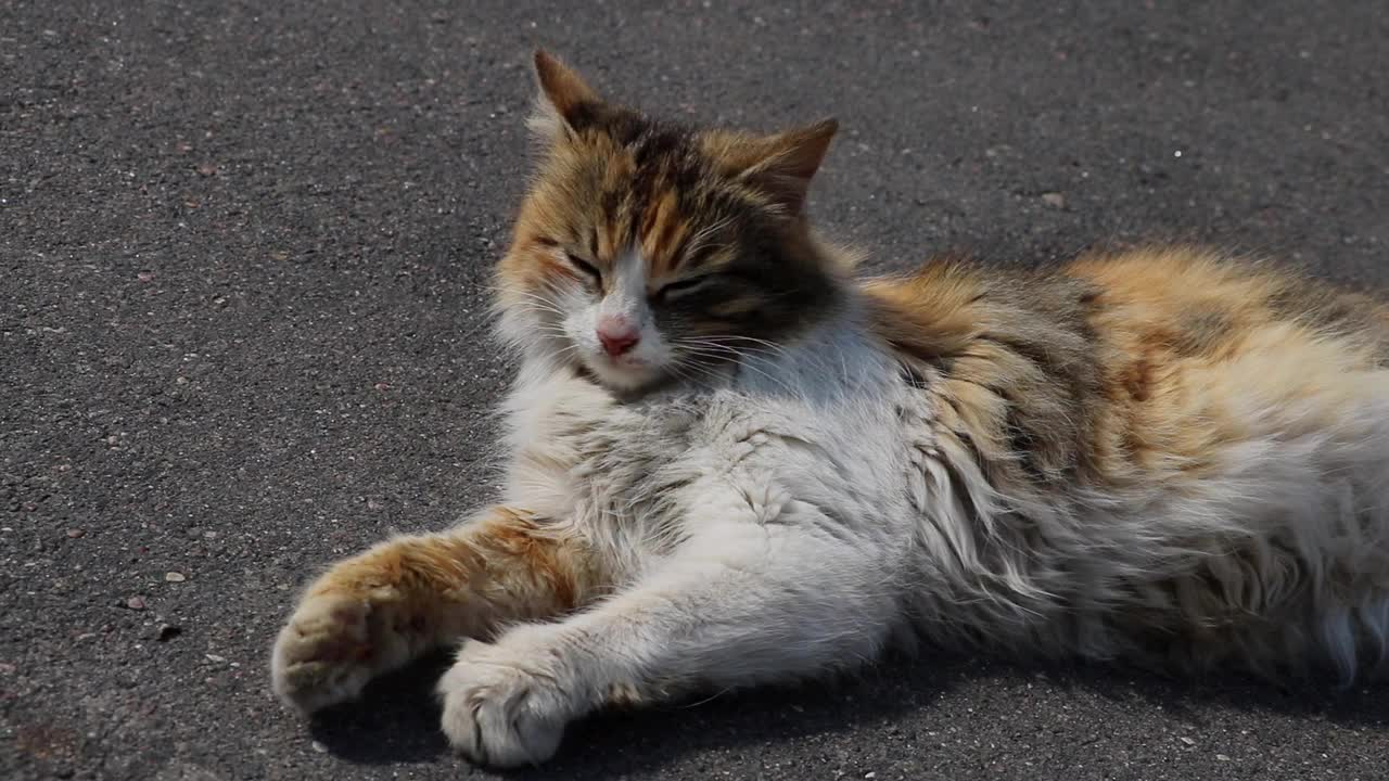 一只流浪猫躺在人行道上，经常呼吸。热,晴朗的日子视频素材