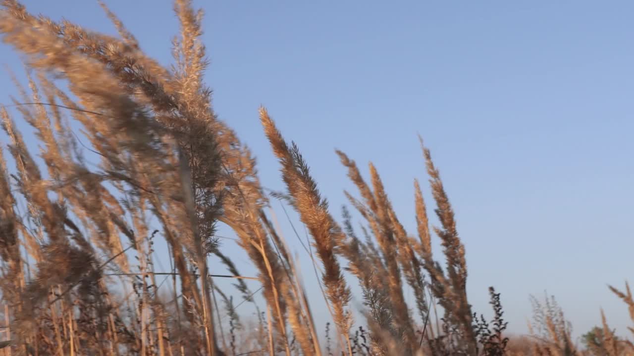 在蓝天的映衬下，干燥的米色芦苇枝条慢慢地移动着。自然自然的背景，中性的颜色。视频素材