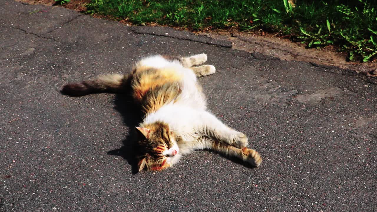 一只漂亮的猫躺在人行道上晒太阳视频素材