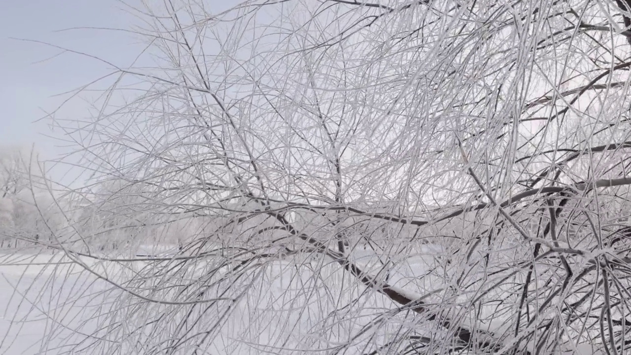 白桦枝头在雪和霜的对抗下视频素材