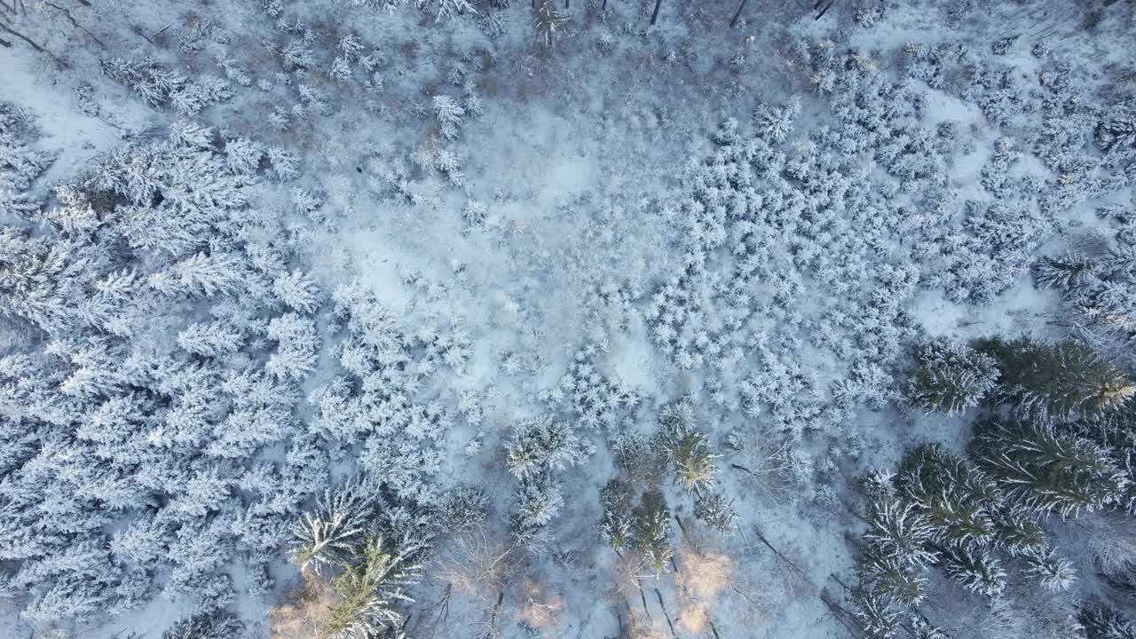 美丽的冬季森林，雪树，鸟瞰图视频素材