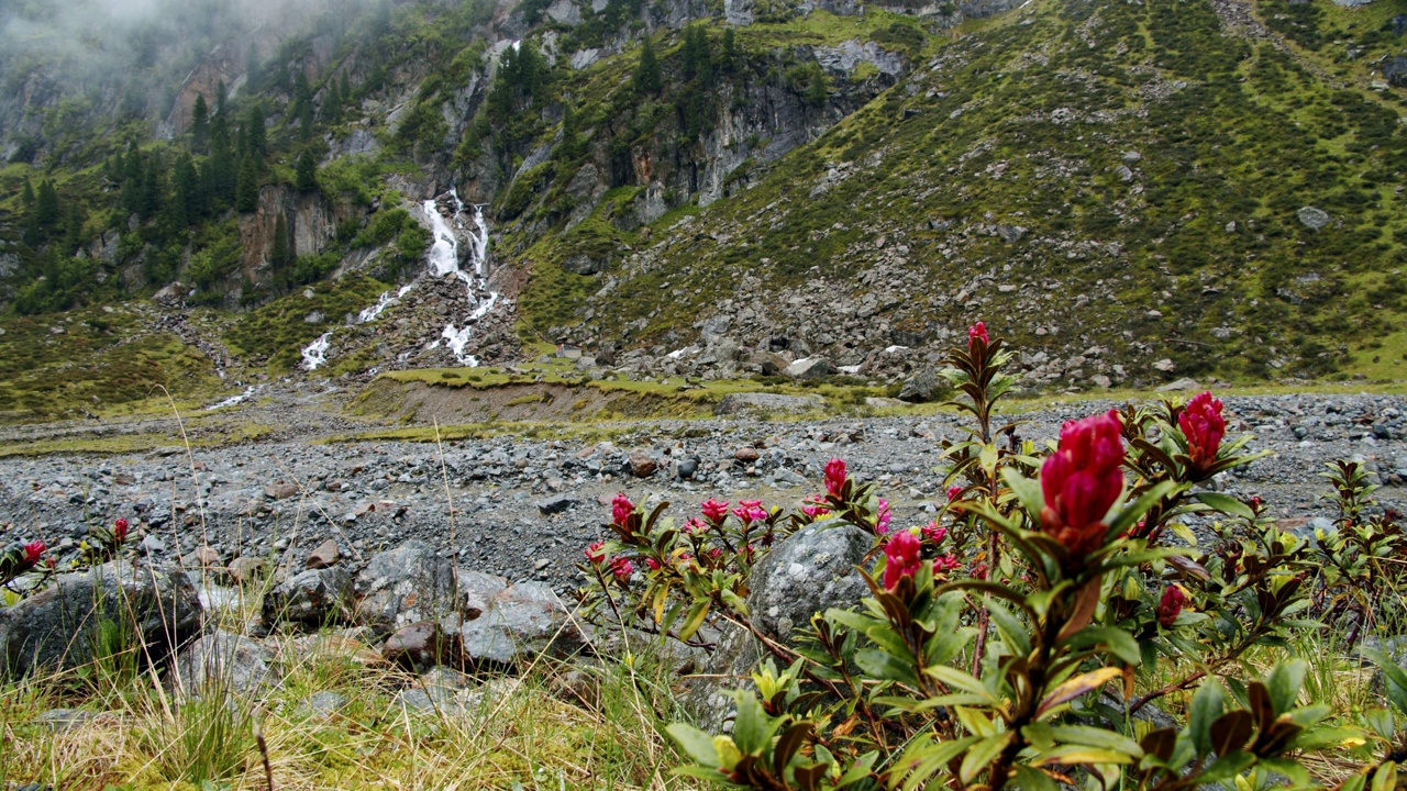 Stubai阿尔卑斯,奥地利。Alpenrose，美丽的山谷和令人惊叹的Sulzenau瀑布视频素材